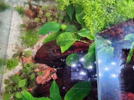 Help! New Walstad, High Ammonia & Nitrates!