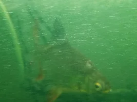Need help with my barb!