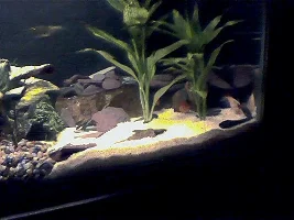 Nex Pix Or New Tank