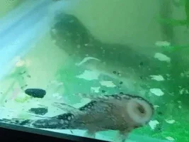 Pleco Died, Platy sick? Also wood question.