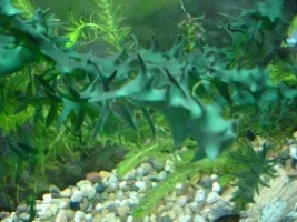 Cabomba Mutation