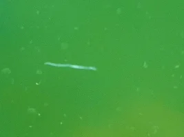 Worm! And something else!