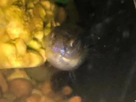 Guppy emergency! Please help!