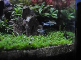 Nano Iwagumi Planted "serene".. That's The Goal!