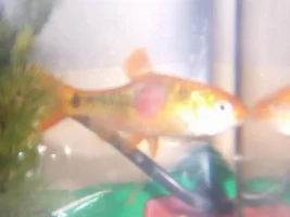 Barb