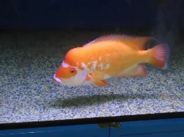 tropical fish shops