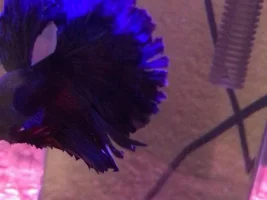 Betta fish fin’s look a bit tattered
