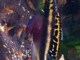 Help - Cant Remember What This Fish Is!