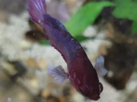 Help now!! Swim Bladder Deseise in one of my Bettas