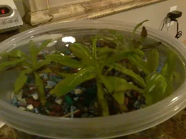 What type of plants are these?