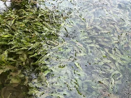 Plants Habitats