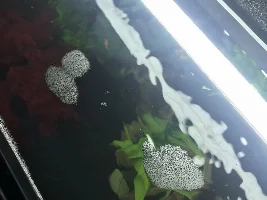 Foam at the top of water?