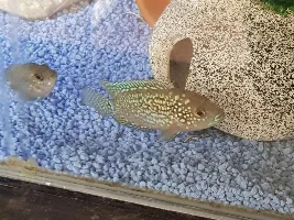 Jack dempsey sexing