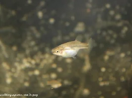 The Green Swordtail and other "wild" colors of livebearers.