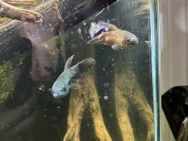 Betta antuta