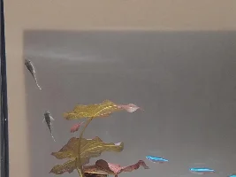 54 litre freshwater aquarium diary
