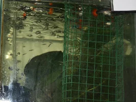 Post A Pic Of Your Fish And Fry .........awww