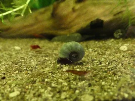 Pictures of my snails.