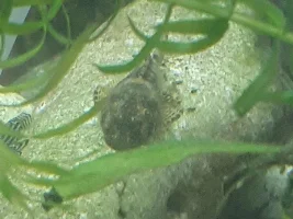 Anyone recognise this pleco