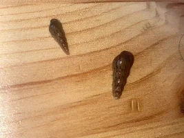 Snail!