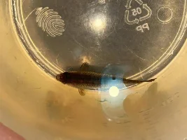 HELP danio!!!