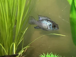 180l tank journal