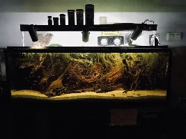 Blackwater aquarium? Anyone? Share here pls!