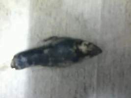 Any One Know Whats Up With My Fish?