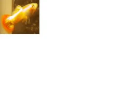 guppies