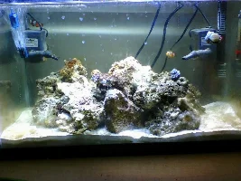 Revision17's Nano Tank Pics