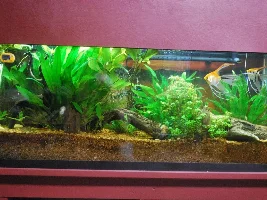 Vote Now! - February 2021 Tank of the Month (31 Gallons and larger)
