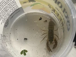 Found a shrimp(?)