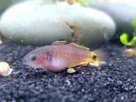 Photos of my fry for the week, before they have to leave me to go to the LPS