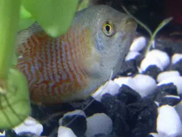 Dwarf Gourami question.