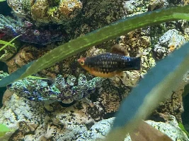 Platy pregnant HELP 1 of 3