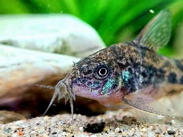 Cories, lots of cories.