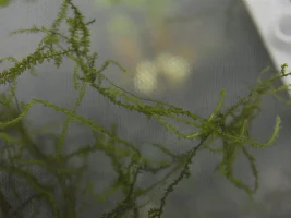 help with plant(s) ID