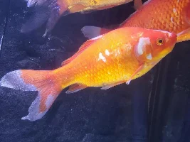 Goldfish - Help