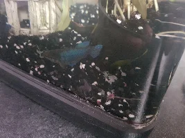 Female betta brought today