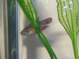 Beloved Bettas