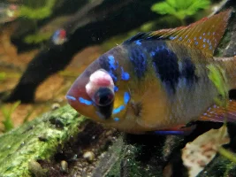 German Blue Ram with swollen eye