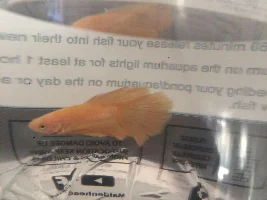 Impromptu betta purchase!