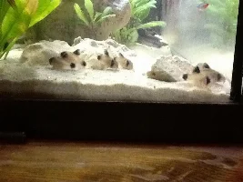 Panda Cory's