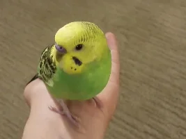 TheTenthDoctor's Bird (s)