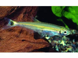 will Red, & Green line, Lizard Tetras interbreed, if both are in the same tank???