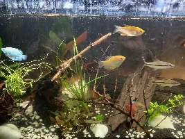 Hi all have major problem with my community tropical aquarium