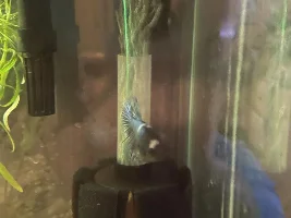 Betta has something?