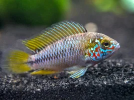 Apistogramma borellii "opal"