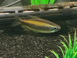 Diamond Tetra with LampEye Congo Tetra