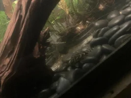 3 Amigos
